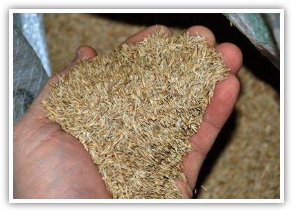 WeedPro® Lawn Care - Lawn Overseeding